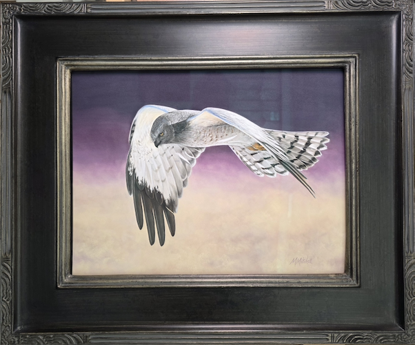 Click to view detail for Gray Ghost, Northern Harrier 12x16 $1100